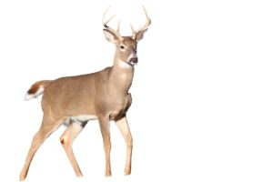 How To Draw a Deer - EASY Drawing Tutorial!